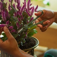 Ножницы для обрезки комнатных растений Fiskars 1075315